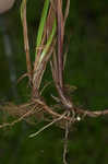 Ouachita Mountain sedge